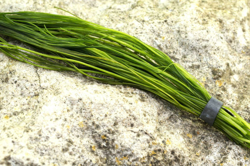 Ranunculus aquatilis (Common Water Crowfoot)