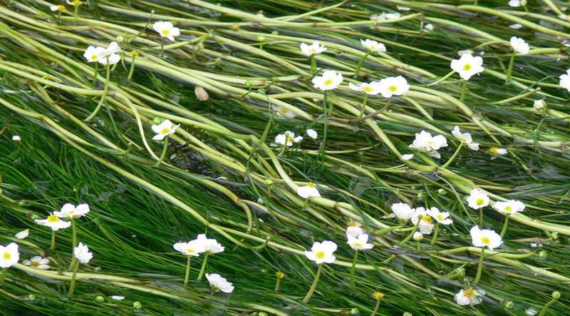 Ranunculus aquatilis (Common Water Crowfoot)