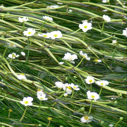 White flowers with green stems and leaves on a green background