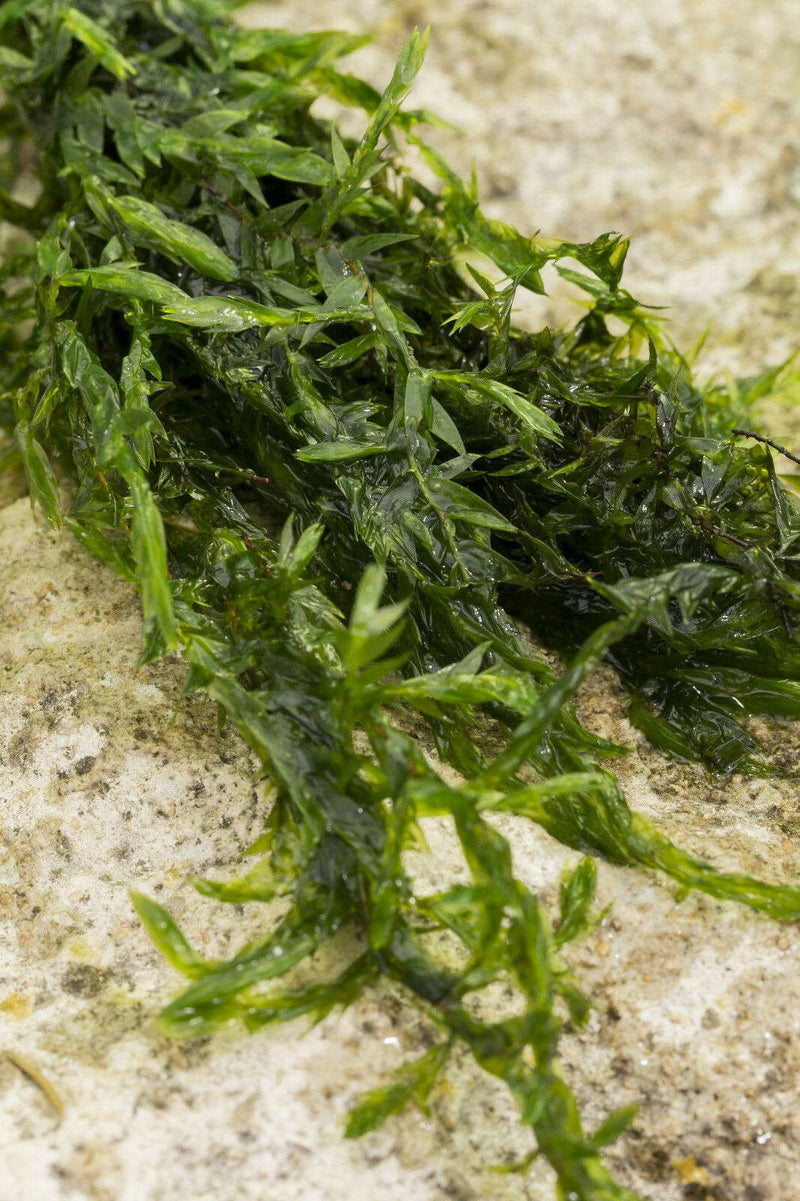 Fontinalis antipyretica (Willow Moss)