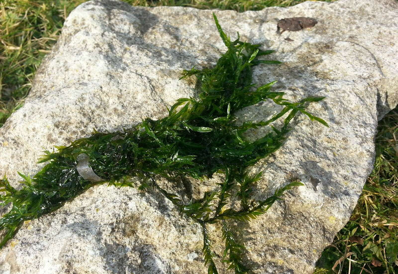 Fontinalis antipyretica (Willow Moss)