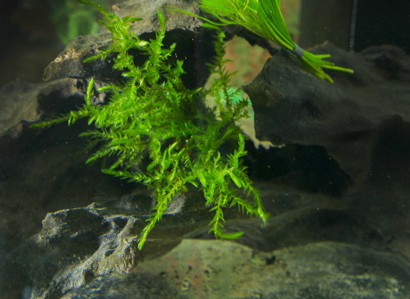 Fontinalis antipyretica (Willow Moss)