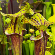 Sarracenia flava var. rubricorpora (Apalachicola National Forest, Florida) IP-F13
