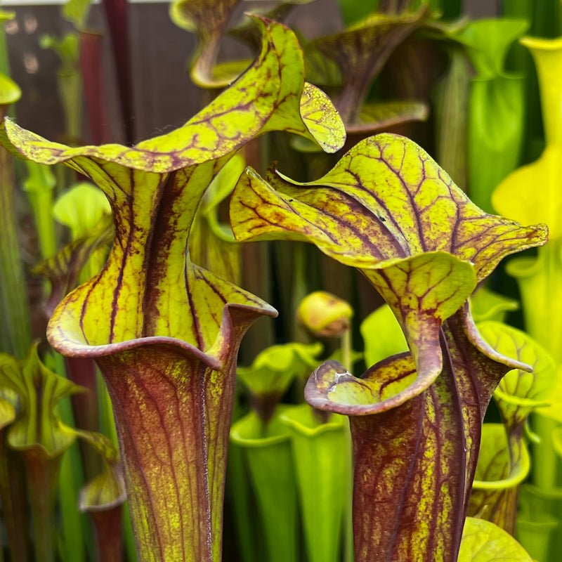 Sarracenia flava var. rubricorpora (Apalachicola National Forest, Florida) IP-F13