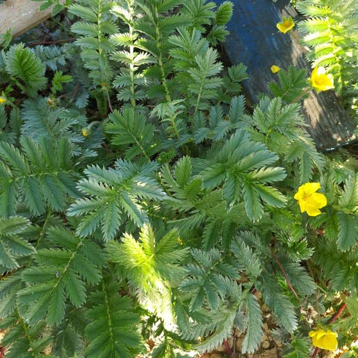 potentilla hippiana colorado silvery cinquefoil marginal pond plants mp096a