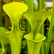 Sarracenia flava var. maxima - Yellow Pitcher (Sussex County, Virginia) MK-F193