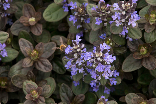 ajuga reptans chocolate marginal pond plants bp003a