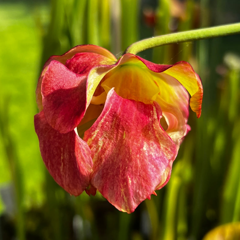 Sarracenia × areolata (alata 'Night' X leucophylla) X alata 'Night' - Christian Klein