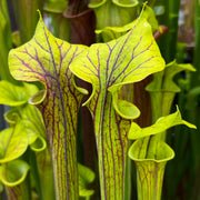 Sarracenia flava var. cuprea (Exum, North Carolina) MK-F131A