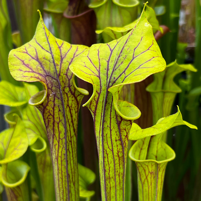 Sarracenia flava var. cuprea (Exum, North Carolina) MK-F131A
