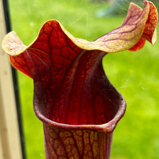 Sarracenia 'Blackadder'
