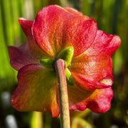 Sarracenia × areolata (alata 'Night' X leucophylla) X alata 'Night' - Christian Klein