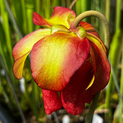 Sarracenia × moorei 'Monster'