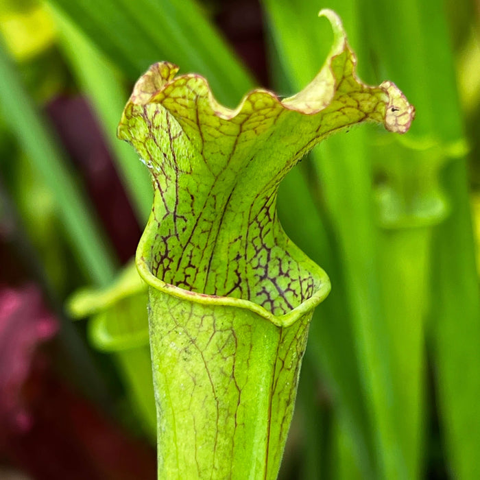 Sarracenia (Leucophylla X × Popei) Moorei