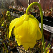 Sarracenia flava ‘Goldie’