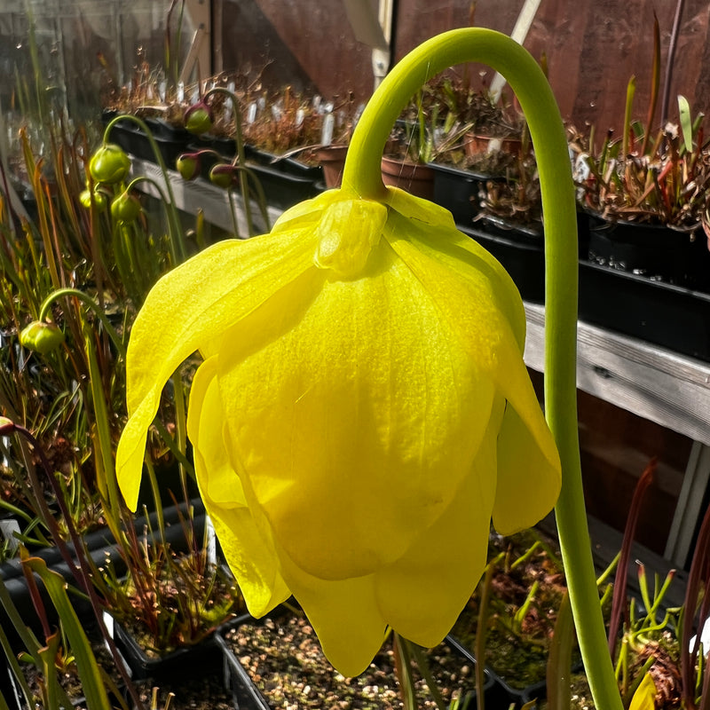 Sarracenia flava ‘Goldie’