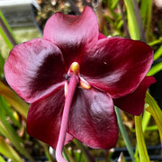 Sarracenia × mitchelliana 'Red Lips'