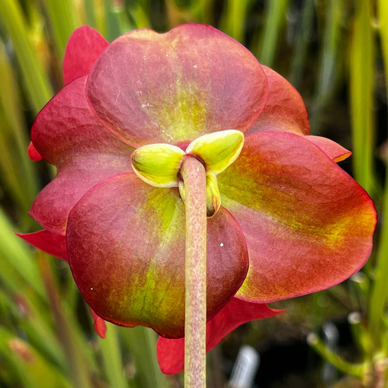 Sarracenia × moorei 'Wilkerson's White Knight'