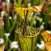 Sarracenia Oreophila Var. (Boaz Etowah County Alabama)