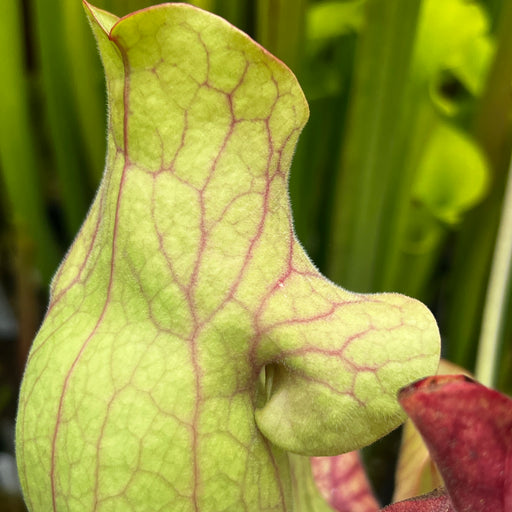 Sarracenia purpurea subsp. venosa 'Gigantea'