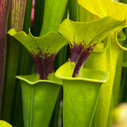 Sarracenia flava var. rugelii (Milton County, Florida) MK-F53