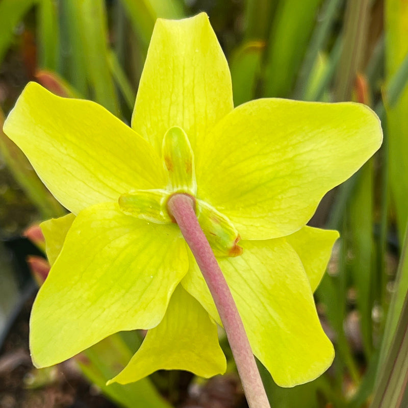 Sarracenia leucophylla 'Schnell's Ghost'