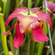Sarracenia leucophylla var. alba - Green & White Top (Perdido, Alabama) MK-L45