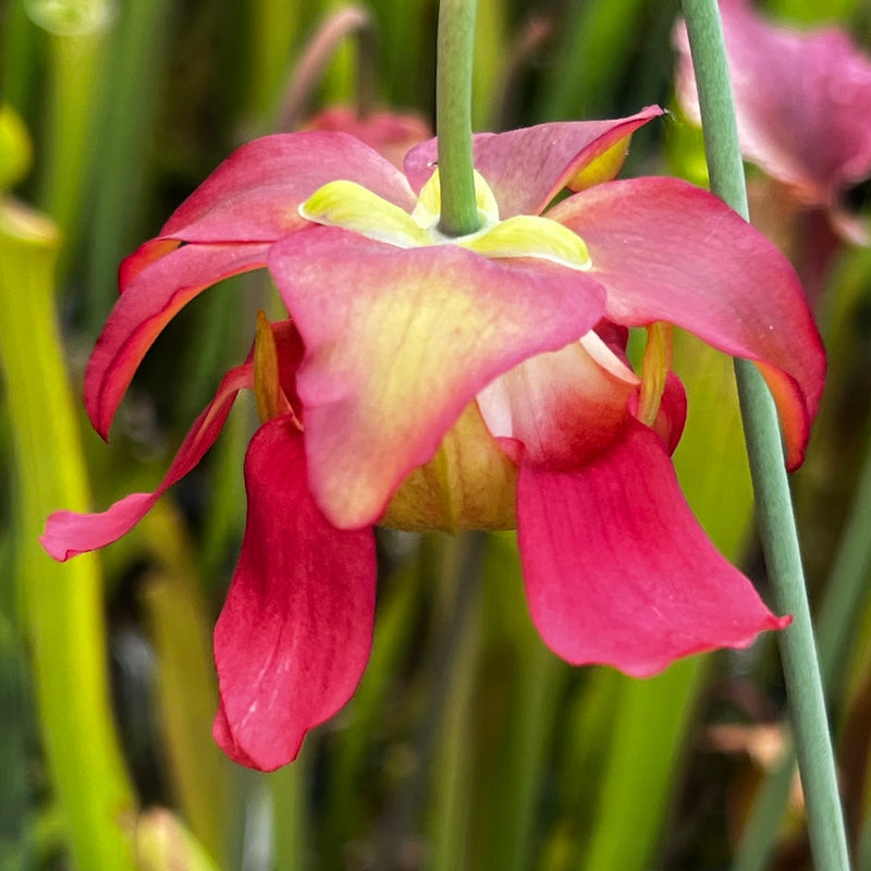 Sarracenia leucophylla var. alba - Green & White Top (Perdido, Alabama) MK-L45