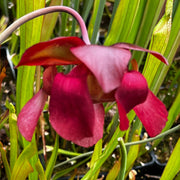 Sarracenia × mitchelliana 'Red Lips'