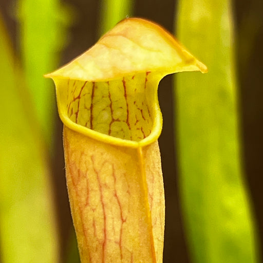 Sarracenia × miniata