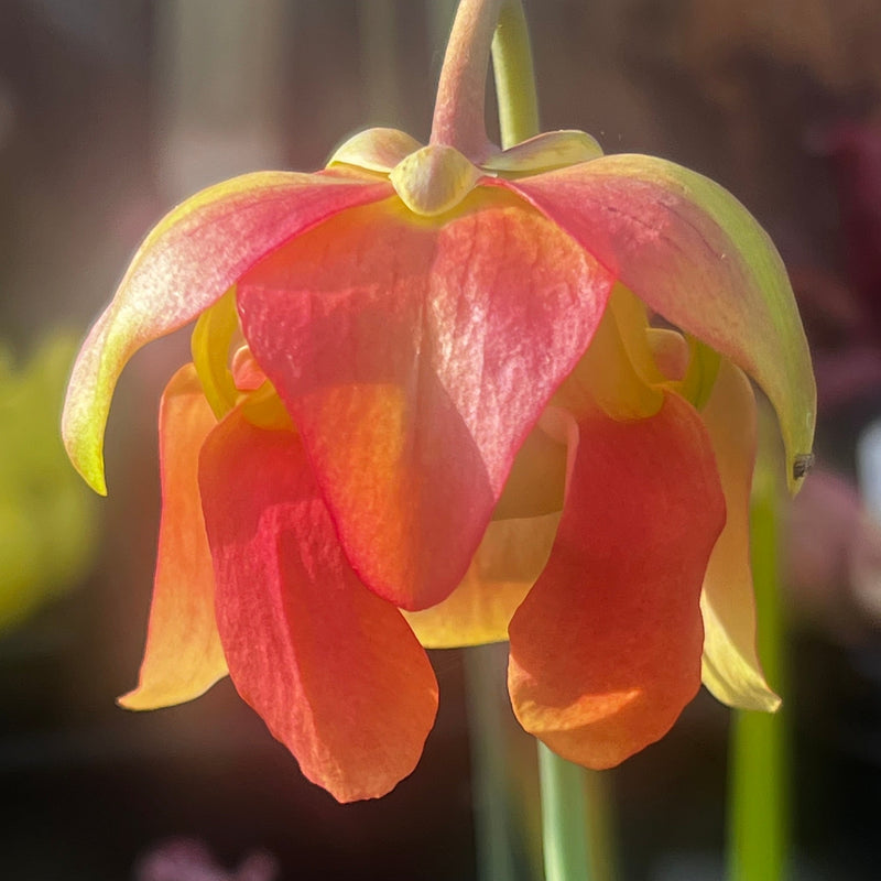 Sarracenia leucophylla Red & White, Pink Flowers (Citronelle, Alabama) MK-L39a
