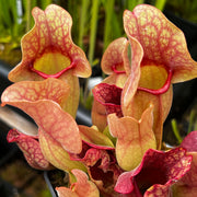 Sarracenia purpurea subsp. venosa var. burkii (Citronelle, Alabama) MK-PV57
