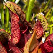 Sarracenia purpurea subsp. purpurea var. riplicola (Bruce Peninsula, Ontario, Canada) MK-PP14