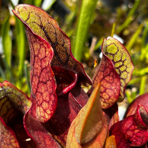 Sarracenia purpurea subsp. purpurea var. riplicola (Bruce Peninsula, Ontario, Canada) MK-PP14