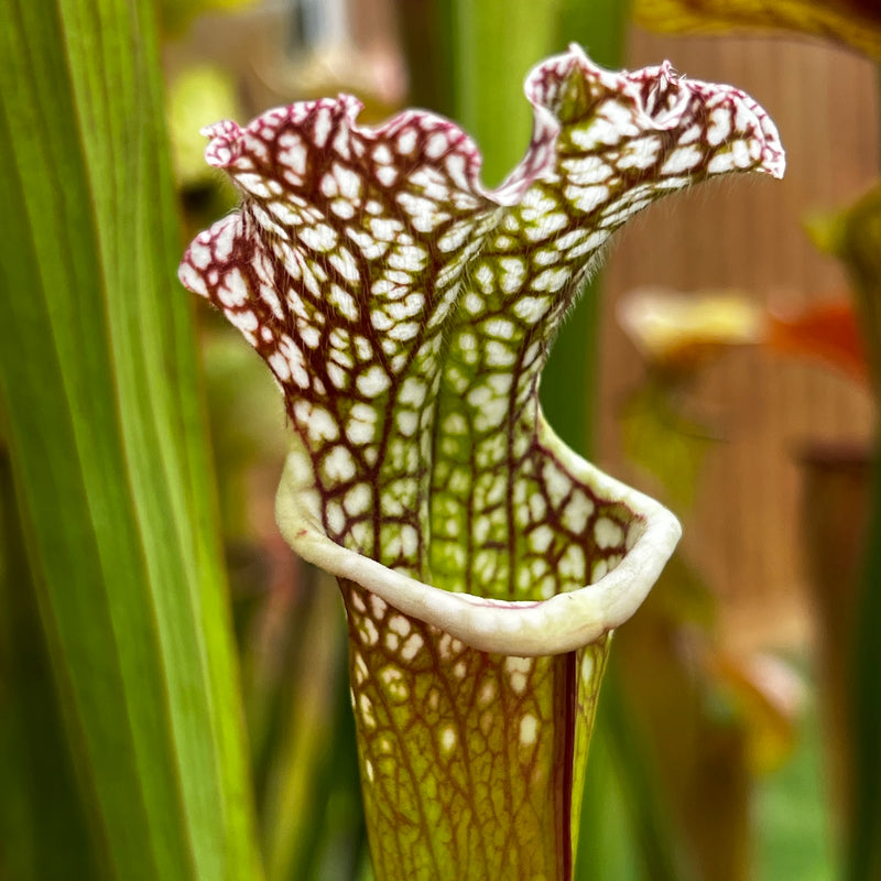 Sarracenia 'Adesugata'