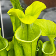 Sarracenia oreophila var. oreophila (Centre, Alabama)