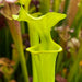 Sarracenia Flava F. Viridescens (Shallotte Brunswick County North Carolina)