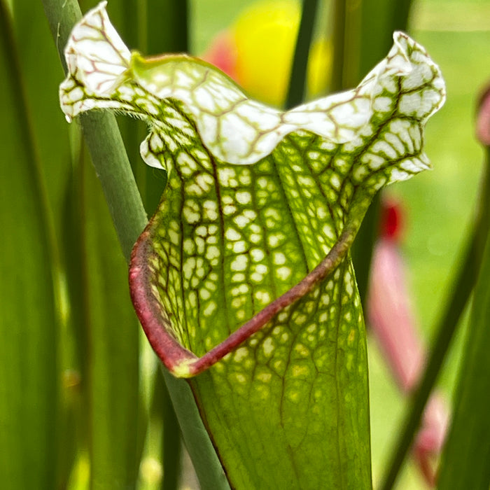 Sarracenia 'Tennis Ball Eater' Clone B