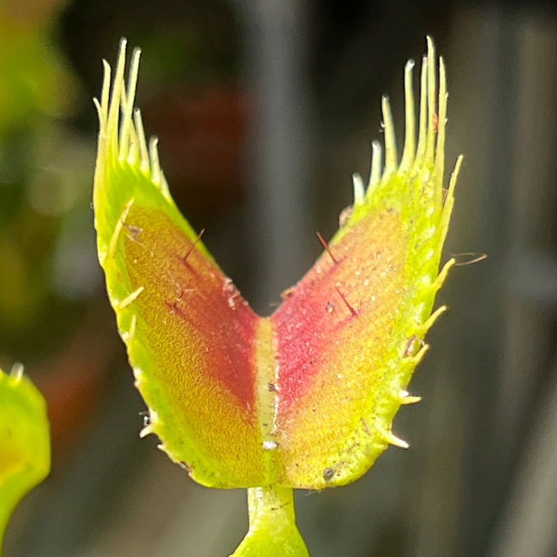 Dionaea muscipula 'Red Bull'