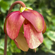 Sarracenia × exornata 'Peaches and Cream'