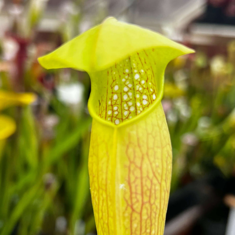 Sarracenia × Miniata - Kew Holotype