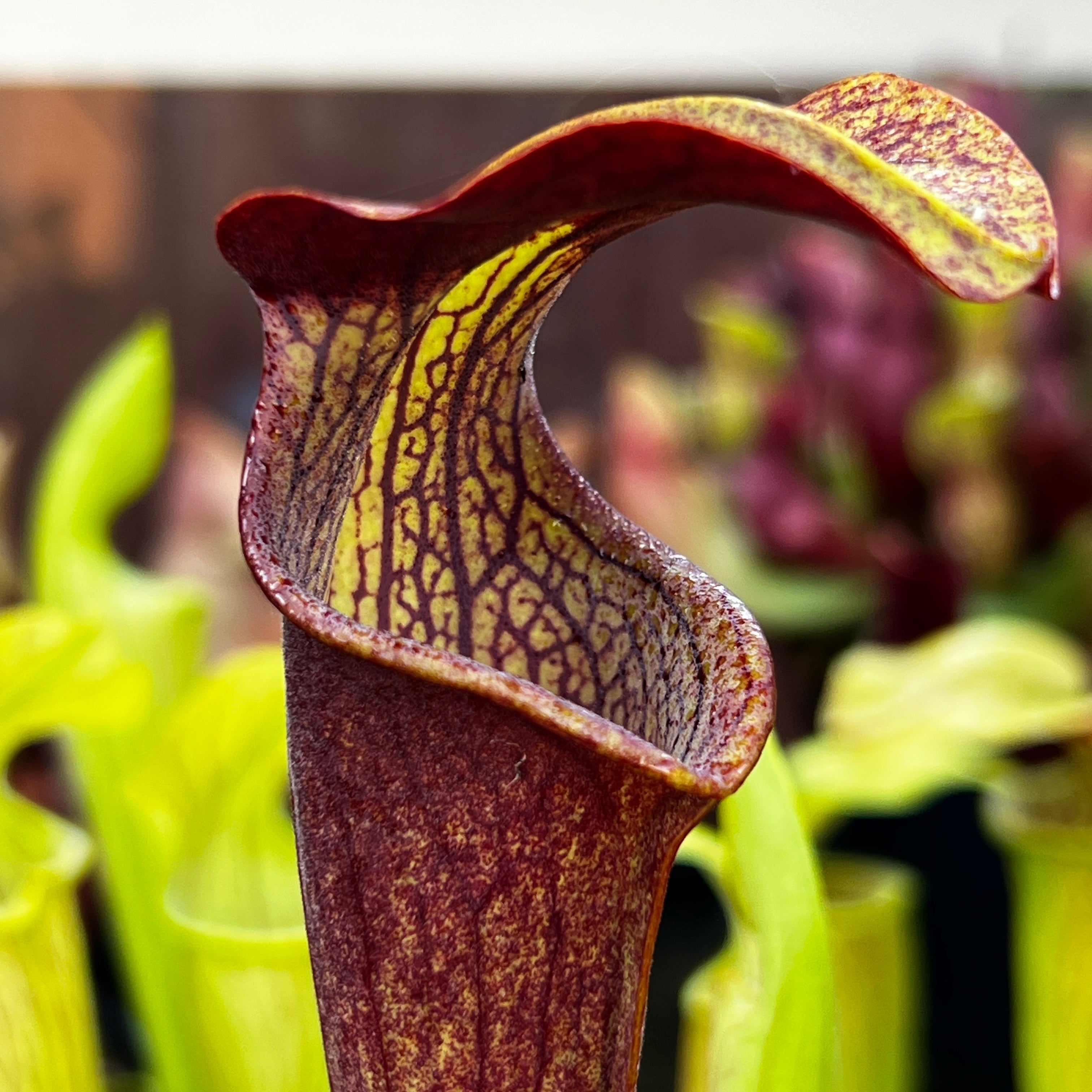専用Prabu, exsotika var, salaca aurea,noid Sarracenia alata nigropurpurea Black Tube Large | Pitcher Plant