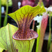 Sarracenia oreophila Red Lip & Throat, Heavily Veined IP-O01