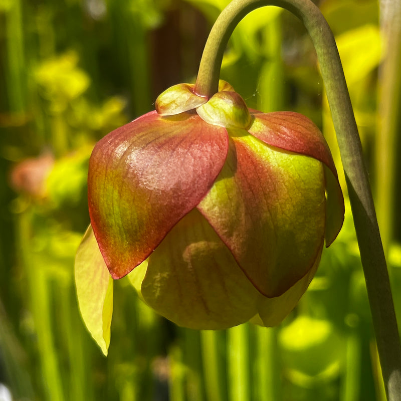 Sarracenia × moorei 'Wilkerson's White Knight'