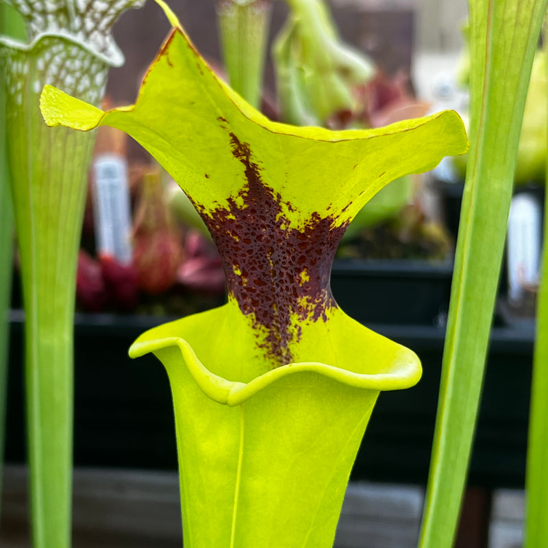 Sarracenia flava var. rugelii 'Maxima' - Bruce Bednar Clone MK-F147