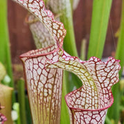Sarracenia leucophylla Pubescent Form (Perdido, Alabama) MK-L7