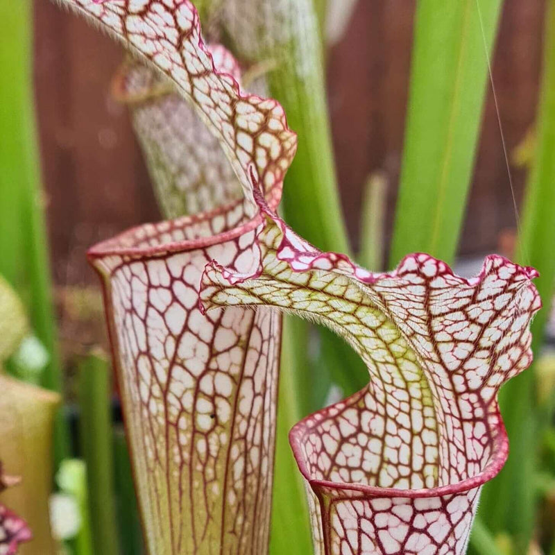 Sarracenia leucophylla Pubescent Form (Perdido, Alabama) MK-L7