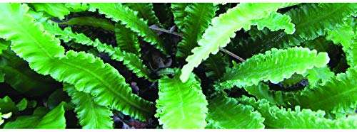 asplenium scolopendrium angustatum marginal pond plants bp011