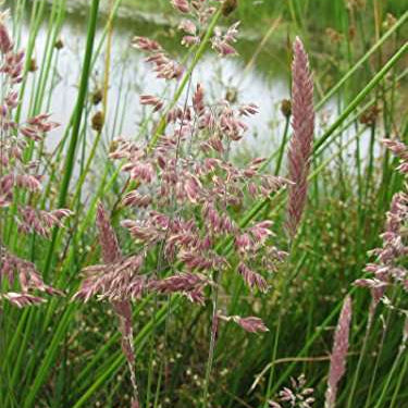 glyceria maxima reed sweet grass marginal pond plants mp040
