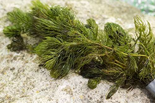 Ceratophyllum demersum (Hornwort)
